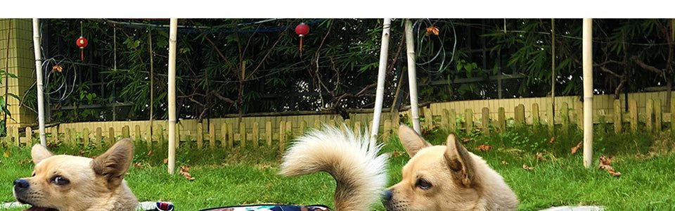 Winter Pet Dog Clothes | Super Warm Pet Waterproof Jacket image 25