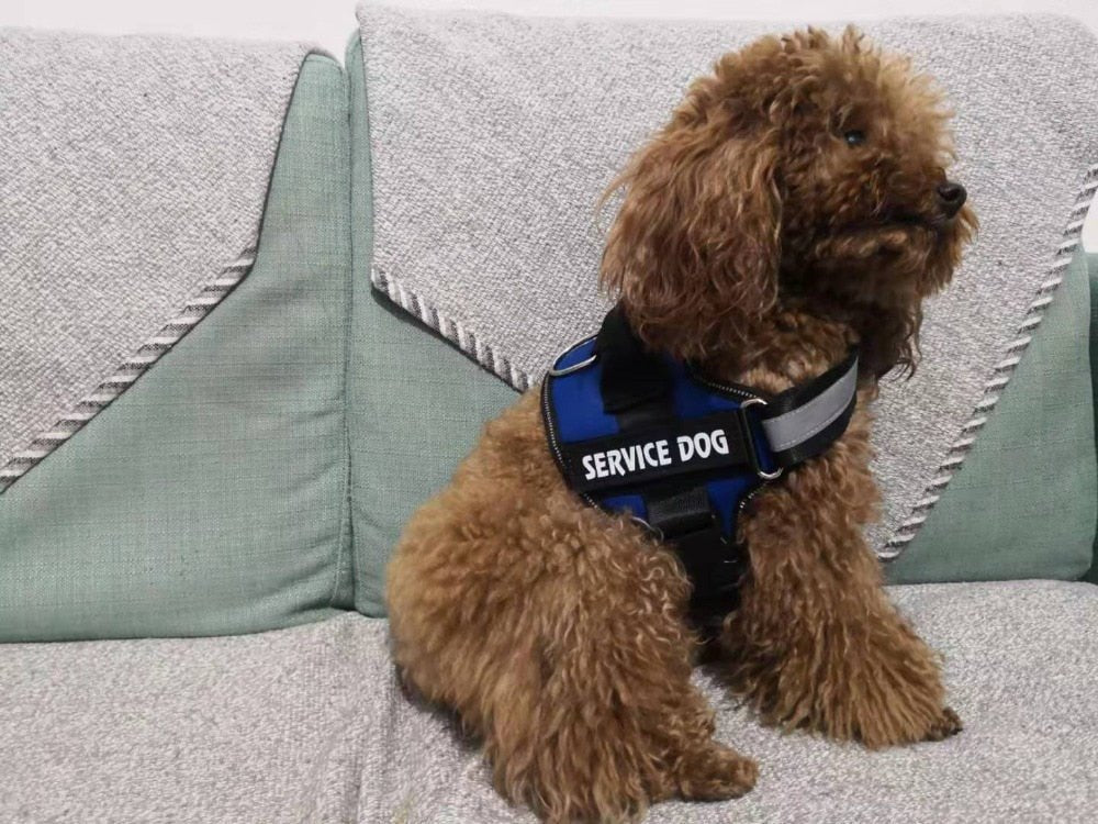Breathable and Adjustable Reflective Dog Harness image 12