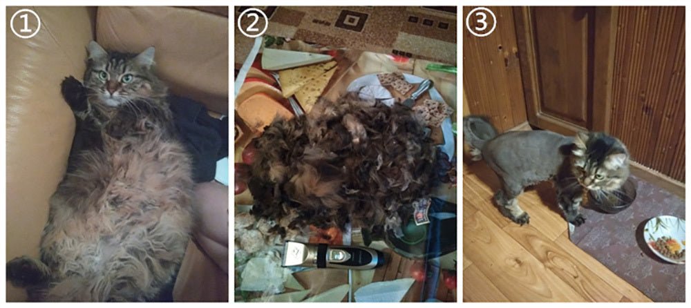Baorun Professional Dog and Cat Hair Clipper Trimmer image 17