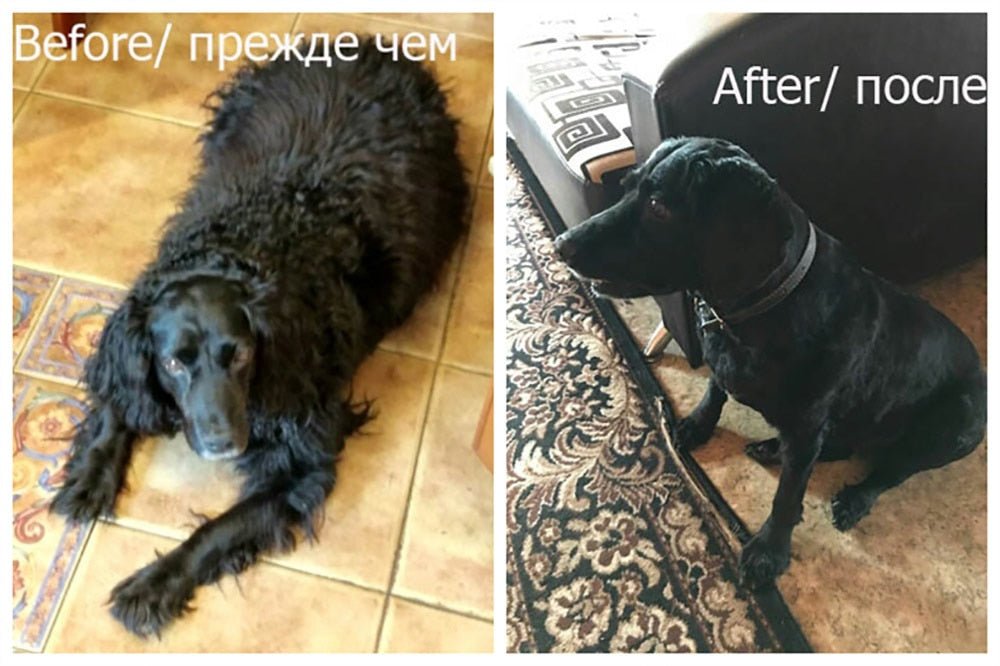 Baorun Professional Dog and Cat Hair Clipper Trimmer image 21