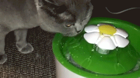 Automatic Pet Water Fountain Dispenser | Cat Drinking Water Dispenser image 20