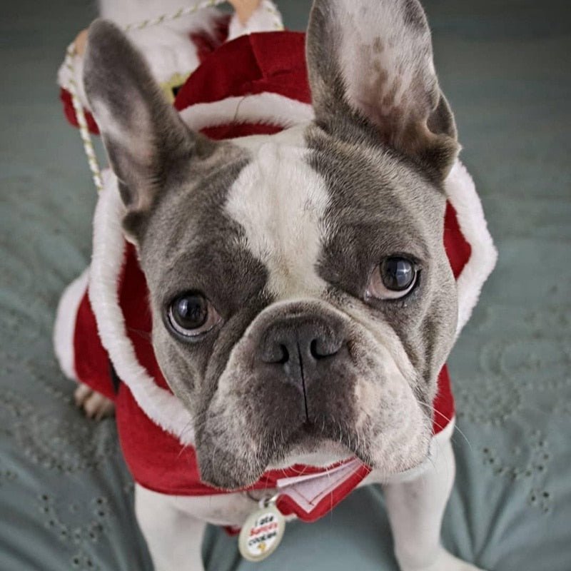 Christmas Dog Santa Cosplay Outfit | Carnival Pet Costumes Apparel image 8