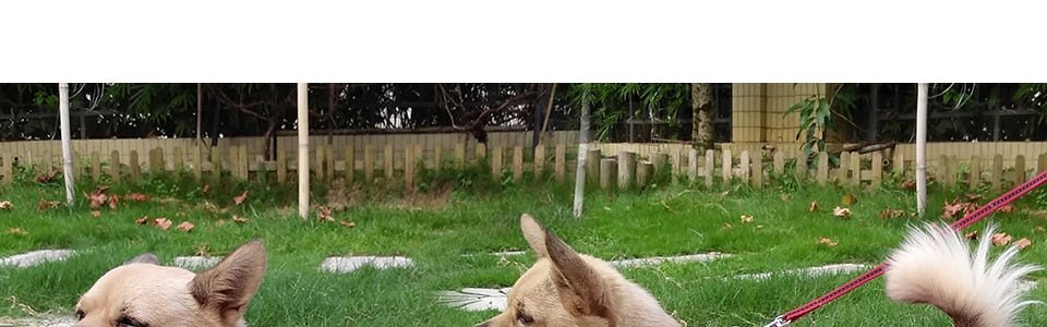 Winter Pet Dog Clothes | Super Warm Pet Waterproof Jacket image 37